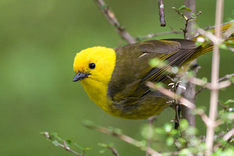 Image result for mohua birds