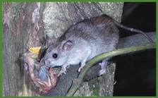 Rat with bird