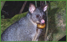 Possum with snail