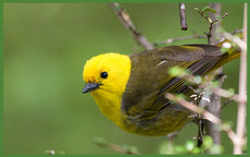 Mohua