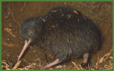 Kiwi chick-nga manu